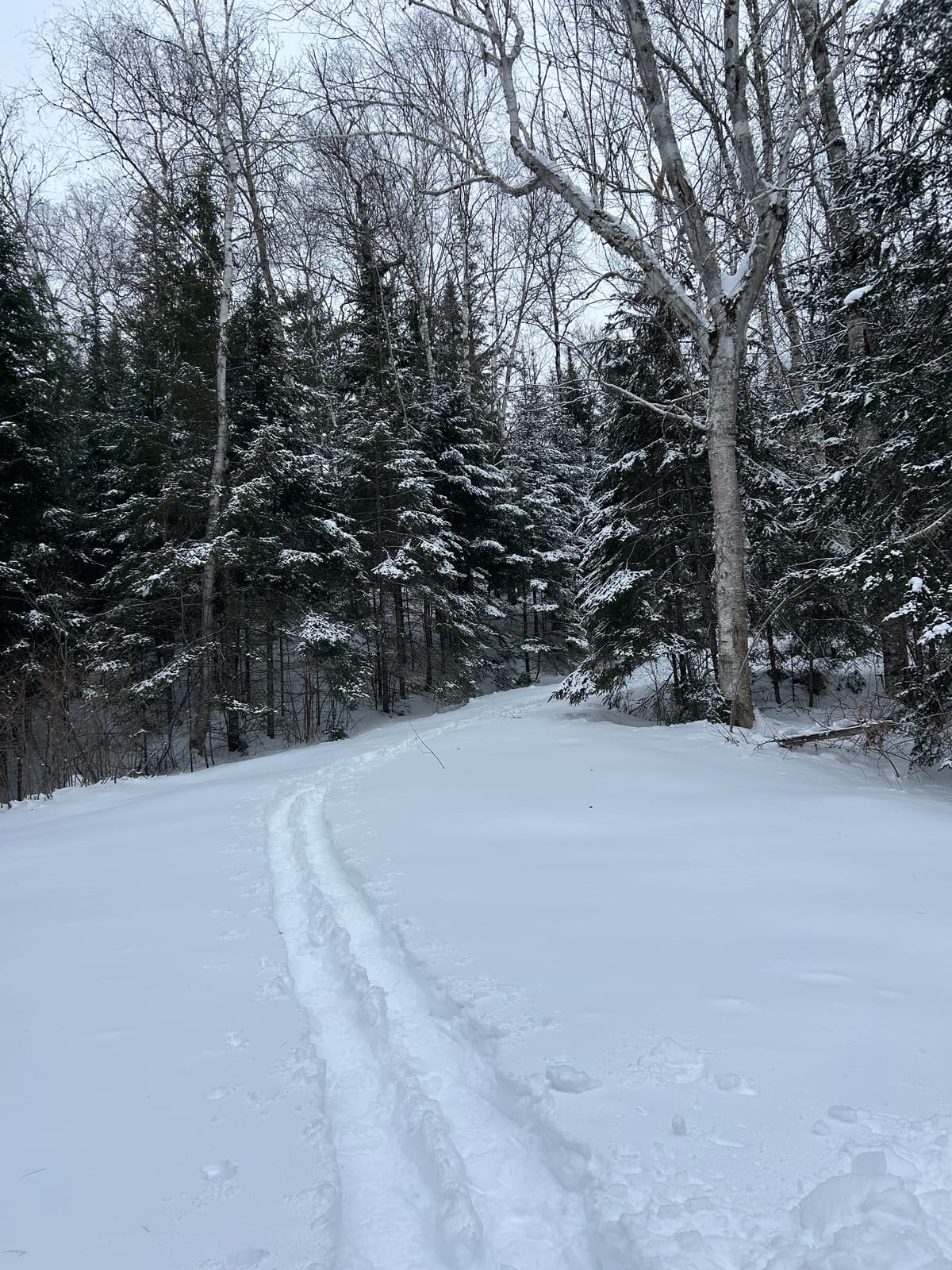 Snowshoe prints make a trail though a woody snowy landscape