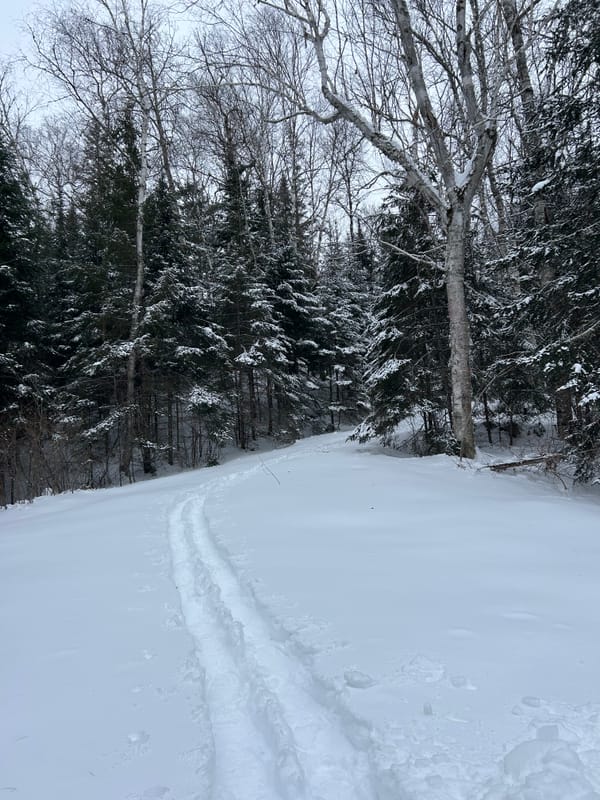 Snowshoe prints make a trail though a woody snowy landscape